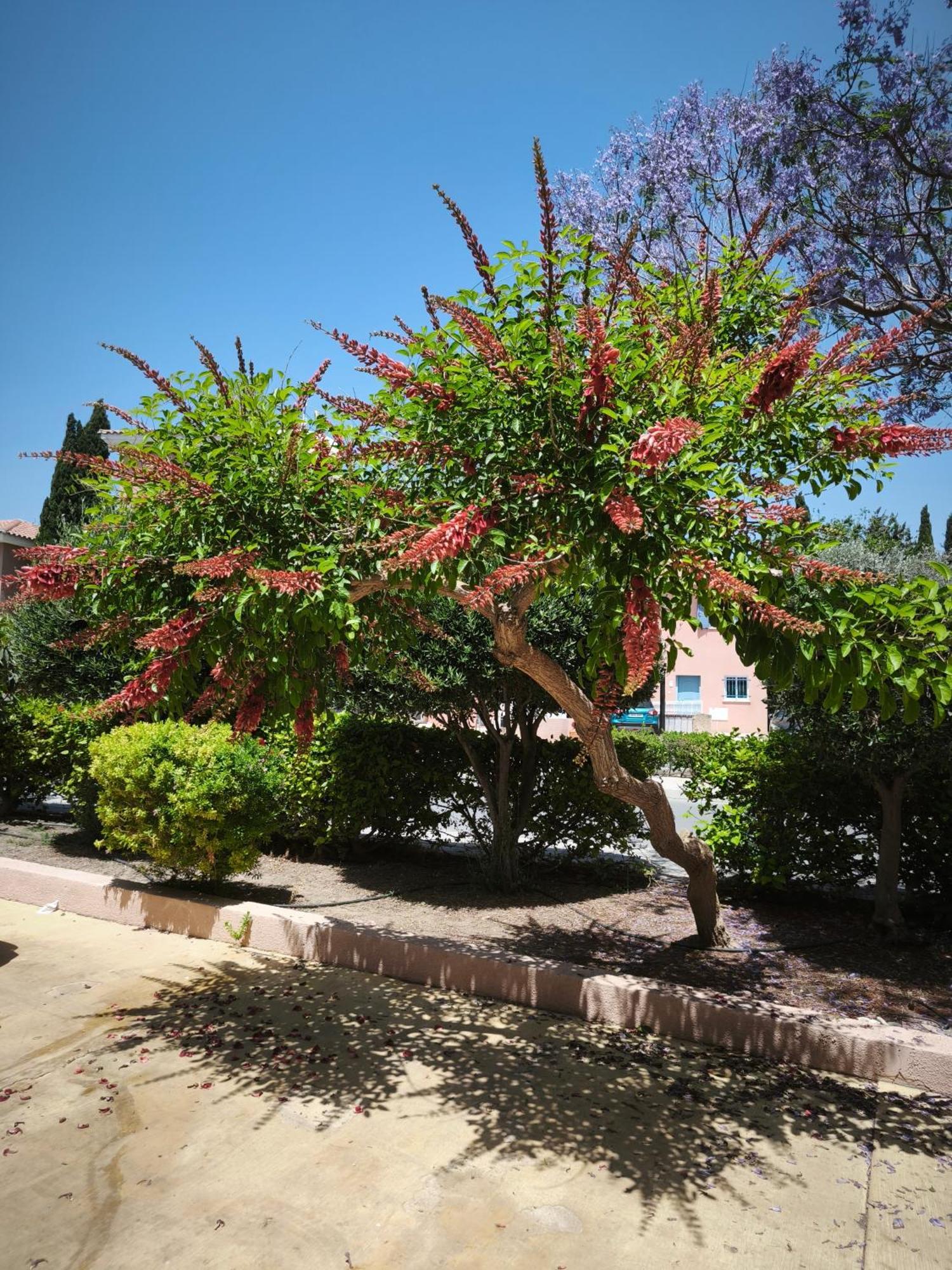 Eden Gardens Villa Paphos Buitenkant foto
